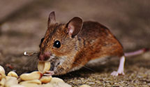 24 Hour & Emergency Exterminators in Fishing Creek, MD